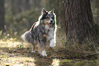 blue-merle Australian Shepherd