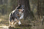 blue-merle Australian Shepherd