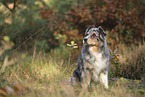 blue-merle Australian Shepherd