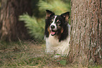 black-tri Australian Shepherd