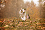 Australian Shepherd