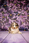 Australian Shepherd Welpe