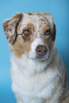 Australian Shepherd