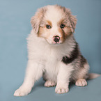 Australian Shepherd Welpe