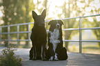 Deutscher Schferhund und Australian Shepherd