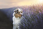 Australian Shepherd