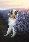 Australian Shepherd