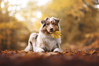 Australian Shepherd