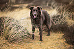 Australian Shepherd