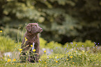 Australian Shepherd