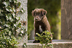 Australian Shepherd