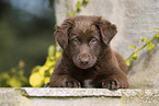 Australian Shepherd