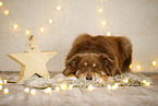 Australian Shepherd in Weihnachstsdeko