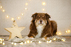 Australian Shepherd in Weihnachstsdeko