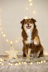 Australian Shepherd in Weihnachstsdeko