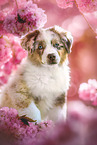 Australian Shepherd