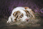 Australian Shepherd