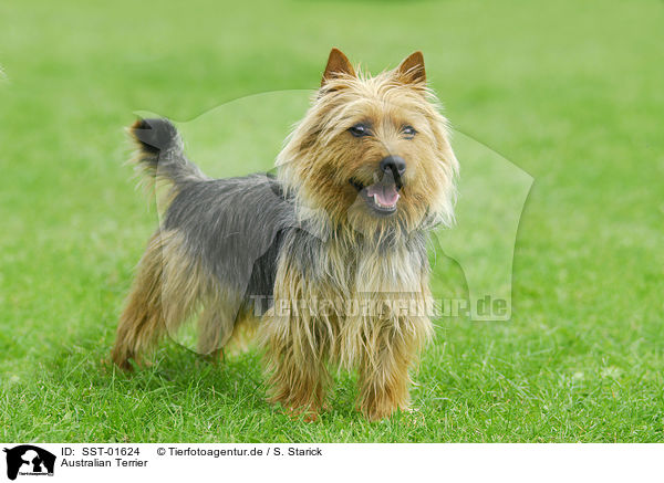Australian Terrier / Australian Terrier / SST-01624