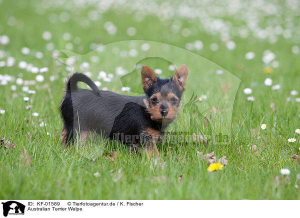 Australian Terrier Welpe / Australian Terrier puppy / KF-01589