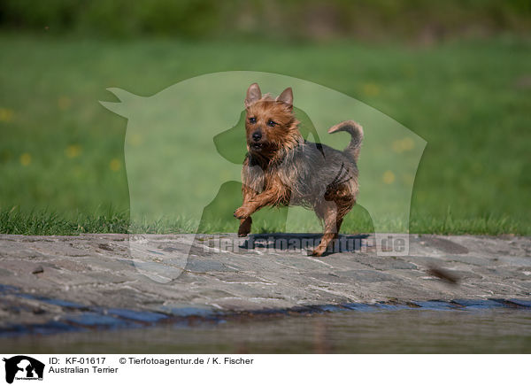 Australian Terrier / Australian Terrier / KF-01617