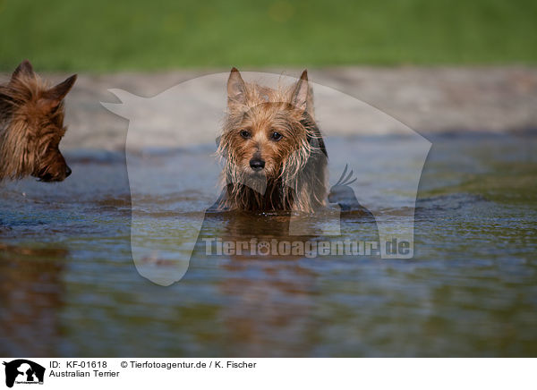 Australian Terrier / Australian Terrier / KF-01618