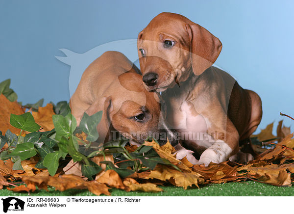 Azawakh Welpen / Azawakh puppies / RR-06683