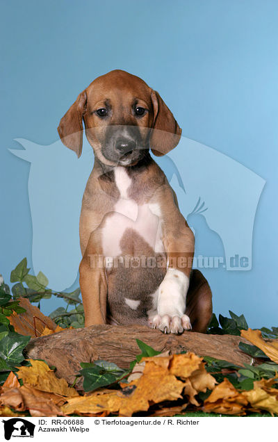 Azawakh Welpe / Azawakh puppy / RR-06688