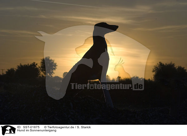 Hund im Sonnenuntergang / dog at sundown / SST-01875