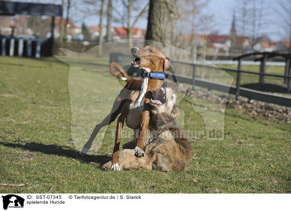 spielende Hunde / playing dogs / SST-07345