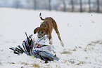 Azawakh beim Hunderennen