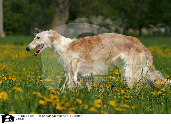 Barsoi / Borzoi / RR-07136