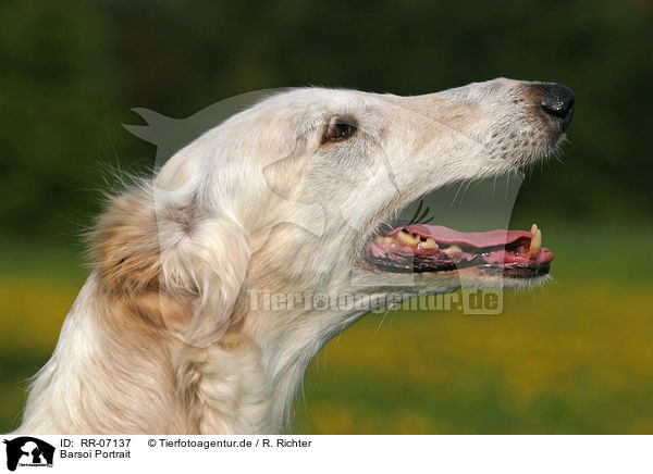 Barsoi Portrait / Borzoi Portrait / RR-07137