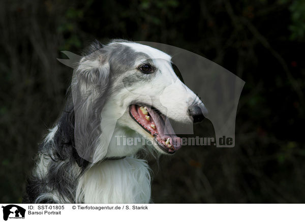 Barsoi Portrait / Borzoi Portrait / SST-01805