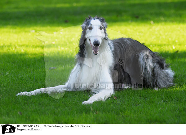 liegender Barsoi / lying Borzoi / SST-01919