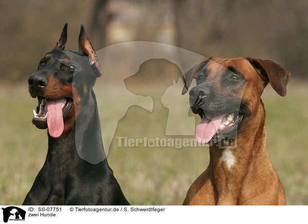 zwei Hunde / two dogs / SS-07751