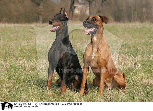 zwei Hunde / two dogs / SS-07752