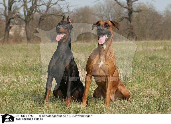 zwei Hunde / two dogs / SS-07753