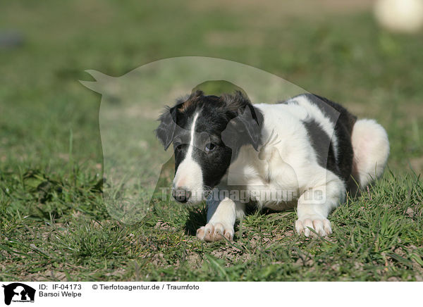 Barsoi Welpe / Borzoi Puppy / IF-04173