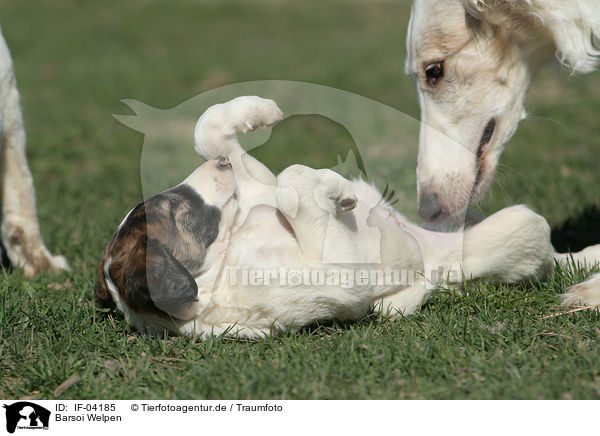 Barsoi Welpen / Borzoi Puppies / IF-04185
