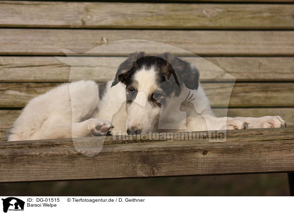 Barsoi Welpe / Borzoi Puppy / DG-01515