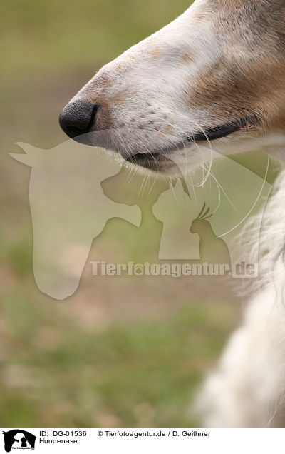 Hundenase / dogs nose / DG-01536