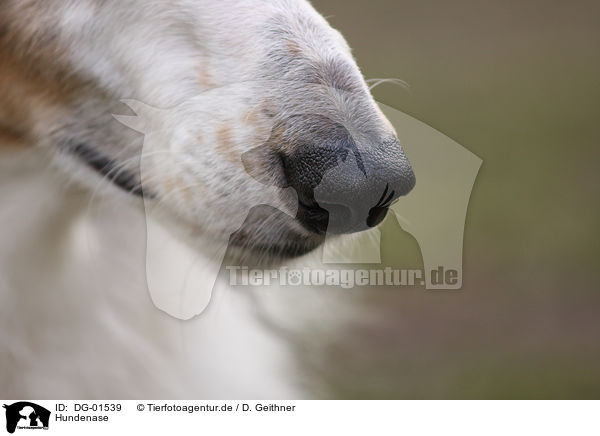 Hundenase / dogs nose / DG-01539