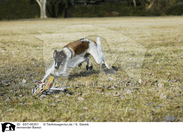 rennender Barsoi / running Borzoi / SST-06351