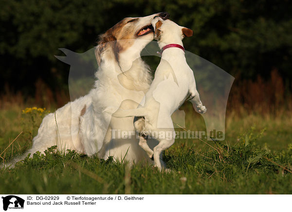 Barsoi und Jack Russell Terrier / Borzoi and Jack Russell Terrier / DG-02929