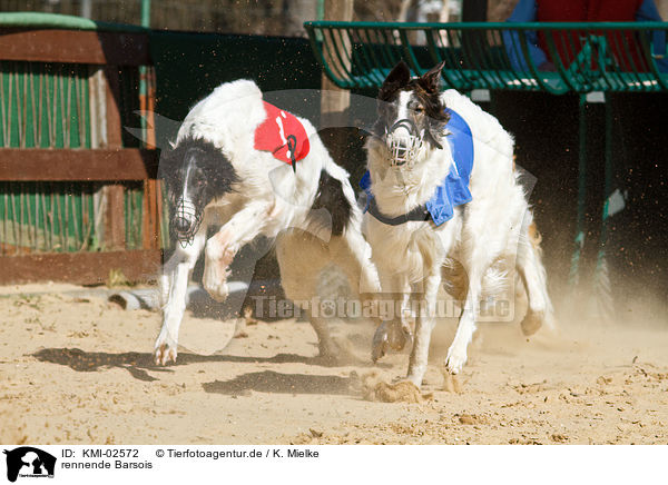 rennende Barsois / running Borzois / KMI-02572