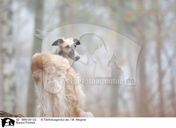 Barsoi Portrait / Borzoi Portrait / MW-09132