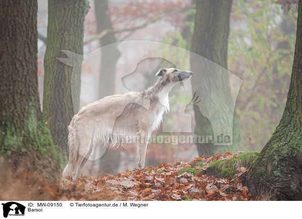 Barsoi / Borzoi / MW-09150