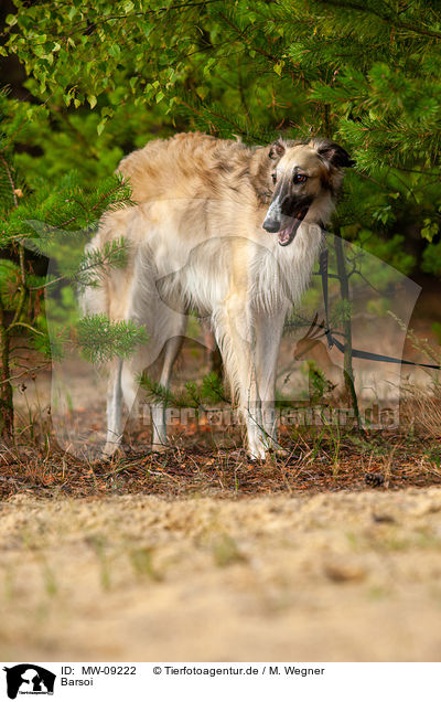 Barsoi / Borzoi / MW-09222