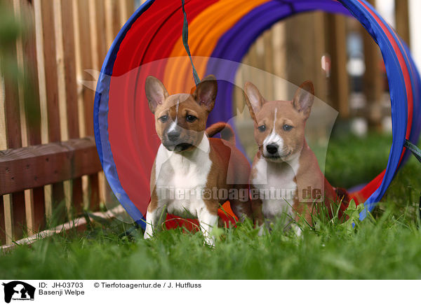 Basenji Welpe / Basenji puppy / JH-03703