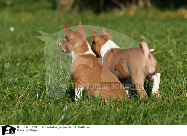 Basenji Welpe / Basenji puppy / JH-03770